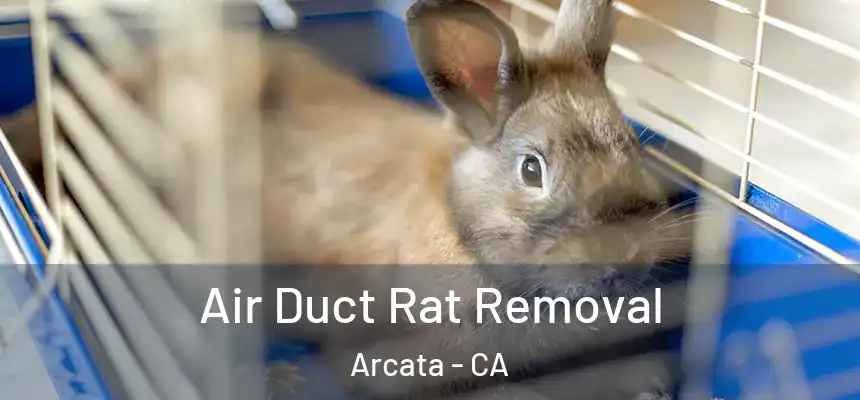  Air Duct Rat Removal Arcata - CA